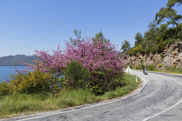 Türkei, Blick auf den Judasbaum an der Straße - SIE004213