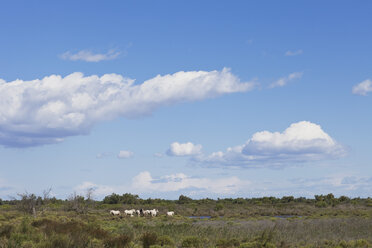 Frankreich, Camargue, Blick auf Camargue-Pferde in sumpfiger Landschaft - GW002348