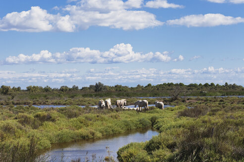 Frankreich, Camargue, Blick auf Camargue-Pferde in sumpfiger Landschaft - GW002347