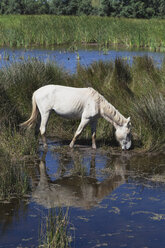 Frankreich, Camargue, Blick auf Camargue-Pferde in sumpfiger Landschaft - GW002346