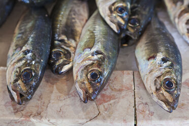 Portugal, Lagos, Horse mackerel fish - WDF001900