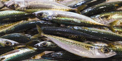 Portugal, Lagos, Atlantic mackerel fish - WDF001899