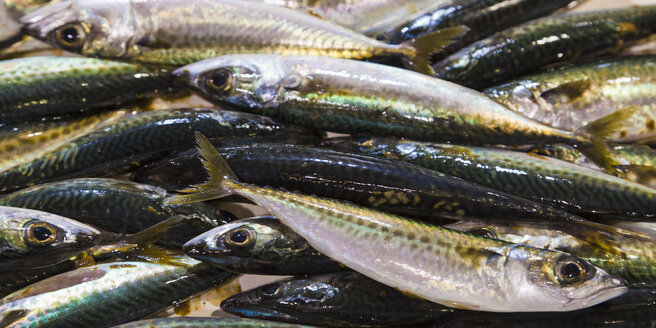 Portugal, Lagos, Atlantischer Makrelenfisch - WDF001899