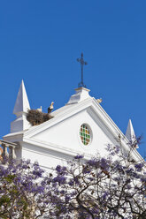 Portugal, Faro, Störche in einem Nest auf der Misericordia-Kirche - WDF001831