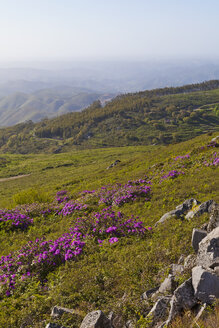 Portugal, Algarve, View of Serra de Monchique - WDF001805