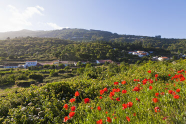 Portugal, Blick auf Mohnblumen in der Serra de Monchique - WDF001803