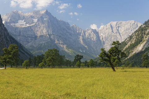 Österreich, Tirol, Blick auf Ahornbäume mit Berg im Hintergrund, lizenzfreies Stockfoto