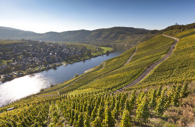 Germany, Rhineland Palatinate, View of vineyards at Punderich - AMF000842