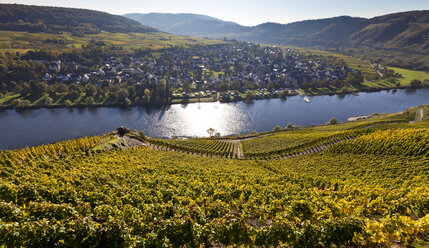 Germany, Rhineland Palatinate, View of vineyards at Punderich - AMF000827