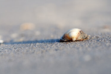 Seashell at beach, close up - OD000268