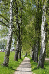 Deutschland, Treelined with pathway - LB000234