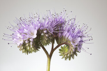 Phacelia-Blüten vor weißem Hintergrund, Nahaufnahme - CSF019786