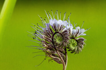 Phacelia-Blüte vor grünem Hintergrund, Nahaufnahme - CSF019787