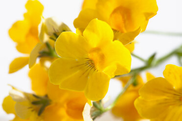 Yellow Elfenspiegel flowers against white background, close up - CSF019783