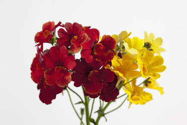 Elfenspiegel flowers against white background, close up - CSF019768