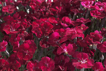 Dianthus gratianopolitanus Blumen auf weißem Hintergrund, Nahaufnahme - CSF019763