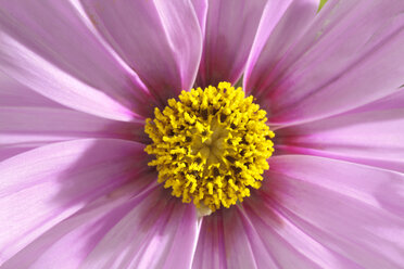 Cosmos flower, close up - CSF019769