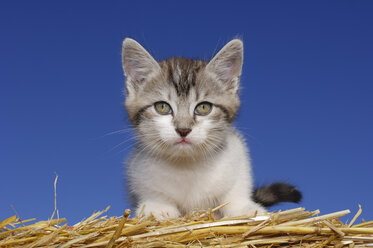 Germany, Bavaria, Kitten sitting on straw, close up - RUEF001154