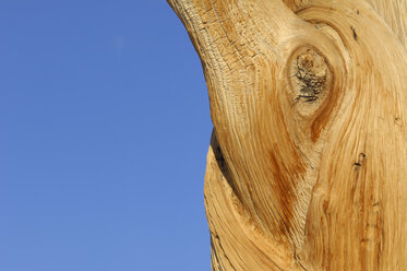 USA, Kalifornien, Bristlecone Pine Tree, Nahaufnahme - RUEF001083