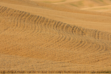 USA, Washington, Ripe wheat field at Palouse - RUEF001084