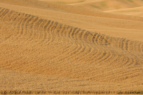 USA, Washington, Reifes Weizenfeld in Palouse - RUEF001084