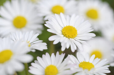 Germany, Bavria, Daisy flowers, close up - RUEF001087