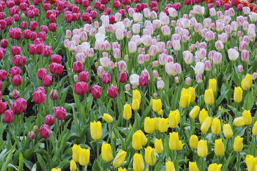 Holland, Frühlingshafter Garten mit Tulpen, Nahaufnahme - RUE001091