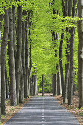 Niederlande, Treidelpfad durch Laubwald - RUE001093