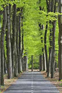 Niederlande, Treidelpfad durch Laubwald - RUE001093