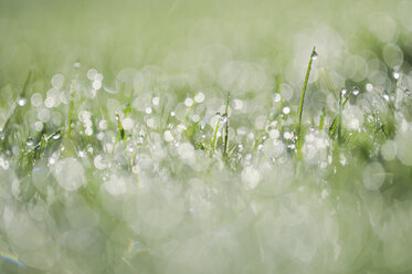 Germany, Bavaria, Dew on grass, close up - RUEF001096