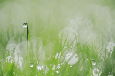 Deutschland, Bayern, Tau auf Gras, Nahaufnahme, lizenzfreies Stockfoto