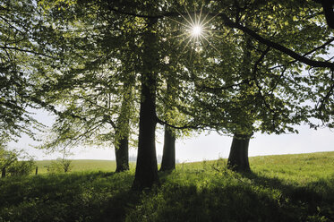 Deutschland, Bayern, Sonne mit Sonnenstrahlen durch Bäume - RUEF001098