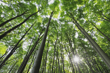 Germany, Mecklenburg Western Pomerania, Beech trees in forest - RUEF001100