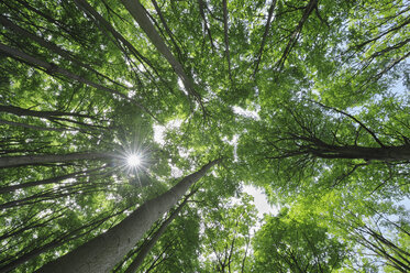 Deutschland, Mecklenburg Vorpommern, Buchen im Wald - RUEF001102