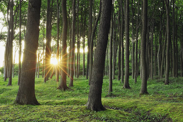 Germany, Mecklenburg Western Pomerania, Beech trees in forest - RUEF001103