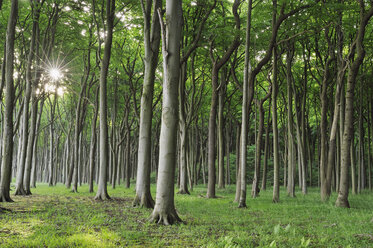 Germany, Mecklenburg Western Pomerania, Beech trees in forest - RUEF001104