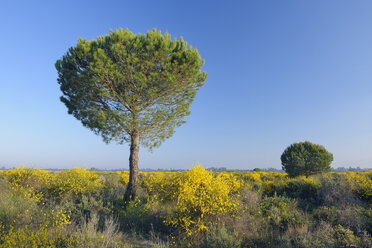 Spanien, Pinie im Frühling im Donana-Nationalpark - RUEF001105