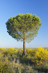 Spanien, Pinie im Frühling im Donana-Nationalpark - RUEF001106