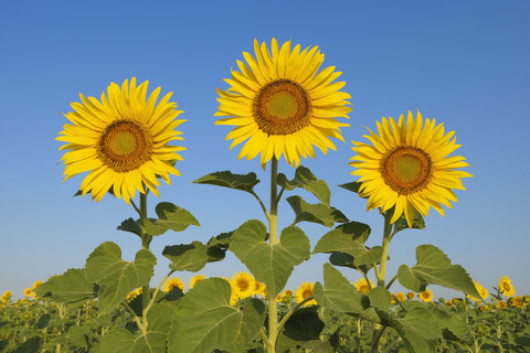 Italien, Sonnenblumen gegen blauen Himmel, Nahaufnahme, lizenzfreies Stockfoto