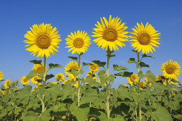 Italien, Sonnenblumen gegen blauen Himmel, Nahaufnahme - RUEF001110