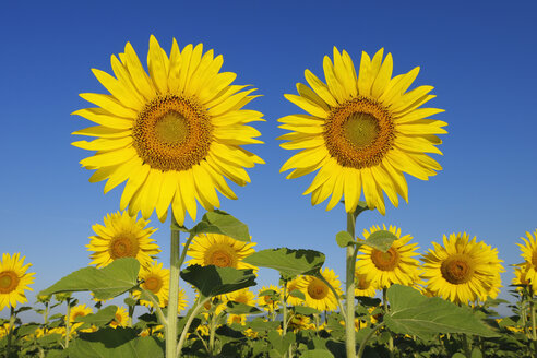 Italien, Sonnenblumen gegen blauen Himmel, Nahaufnahme - RUEF001112