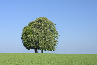 Germany, Bavaria, View of Horse chestnut tree - RUEF001143