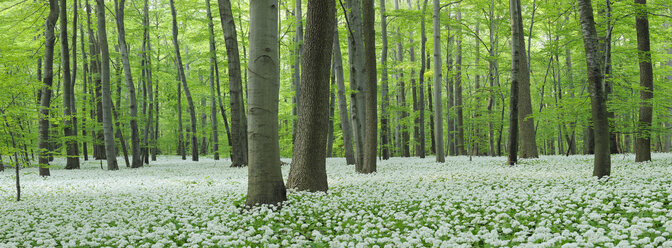 Deutschland, Blick auf Ramson und Buchen im Wald - RUEF001148