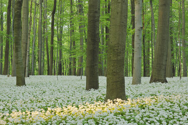 Deutschland, Blick auf Ramson und Buchen im Wald - RUEF001149