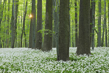 Deutschland, Blick auf Ramson und Buchen im Wald - RUEF001150