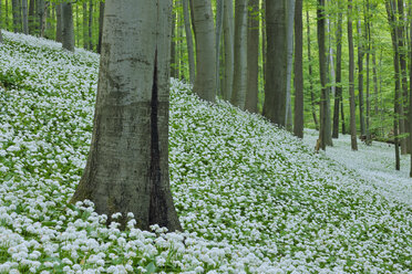 Deutschland, Blick auf Ramson und Buchen im Wald - RUEF001151