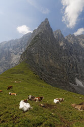 Austria, Tyrol, Karwendel Range, cows are on a pasture - GFF000213