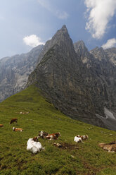 Österreich, Tirol, Karwendelgebirge, Kühe sind auf einer Weide - GFF000213