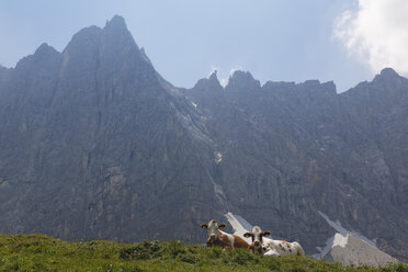 Austria, Tyrol, Karwendel Mountains, Two cows on the pasture, Lalidererspitze in the background - GFF000214