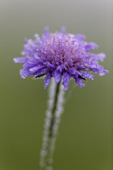 Österreich, Blühender Ackerkratzdistel, Nahaufnahme - GFF000224